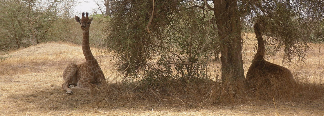 Sénégal